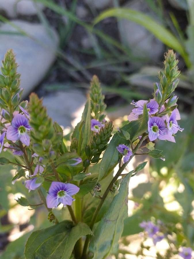 Veronica acquatica 10