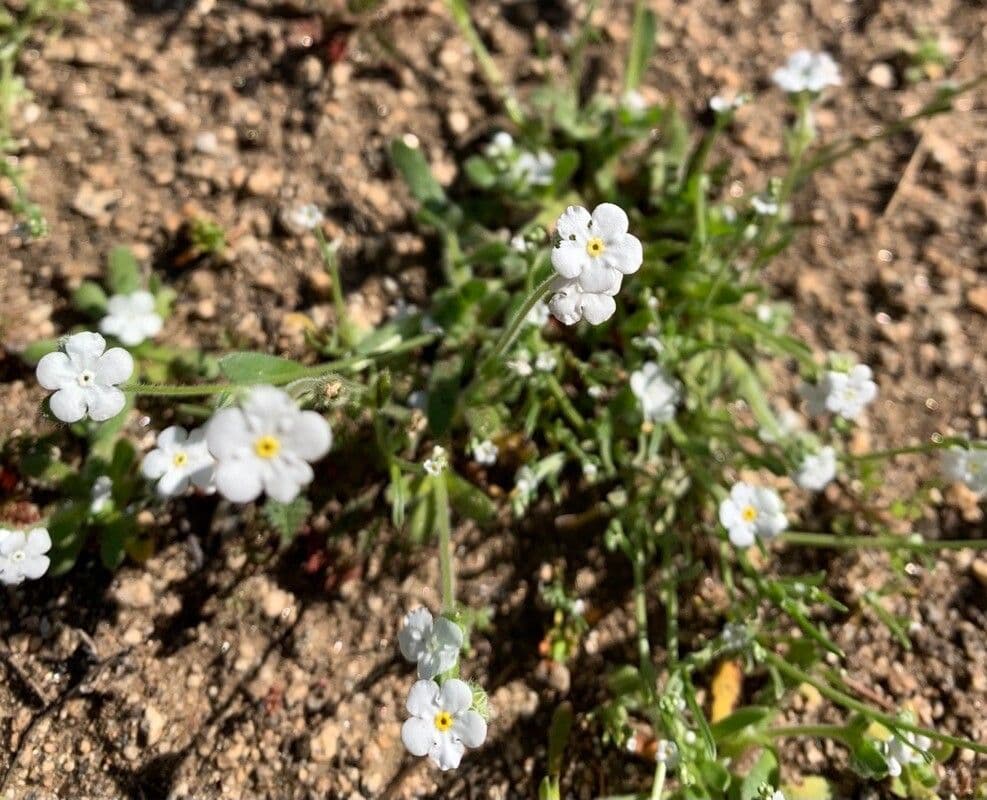Cryptantha 5