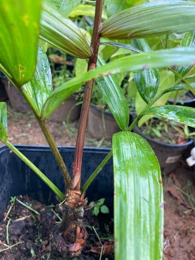 Oenocarpus bacaba 3