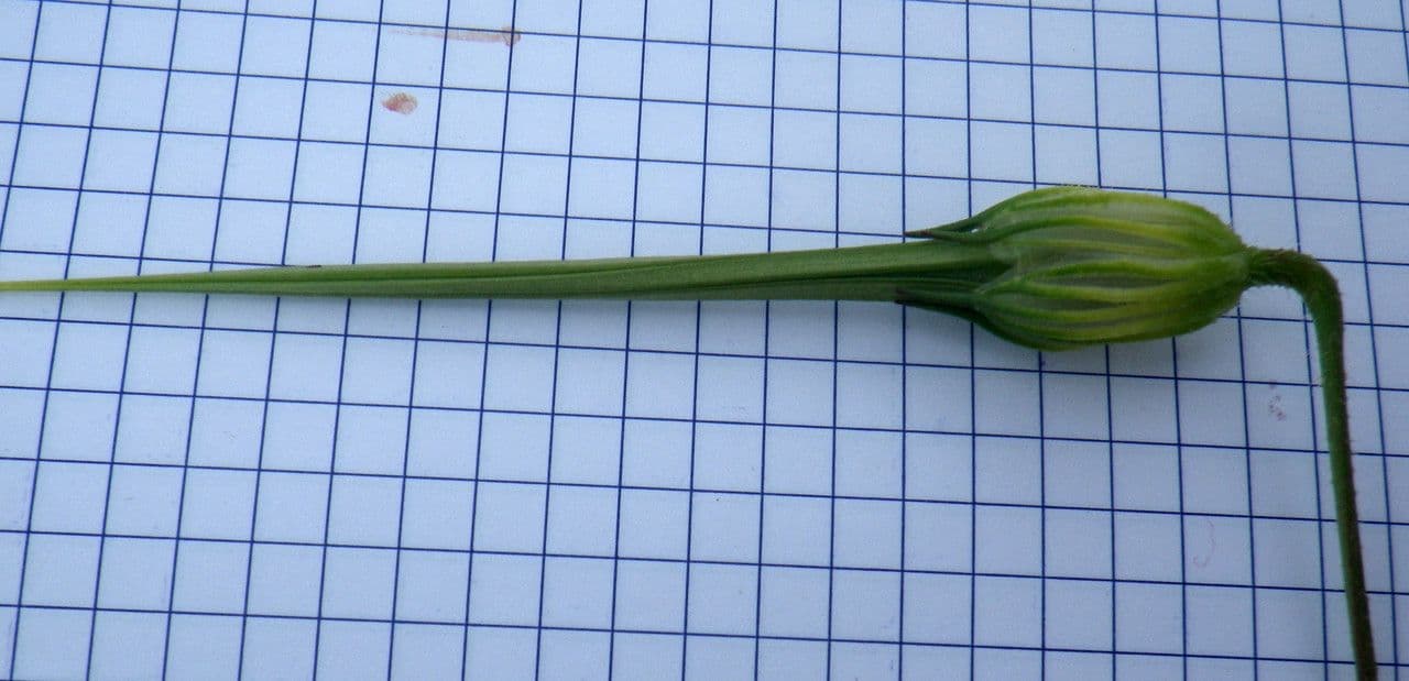 Kranichschnabel 2