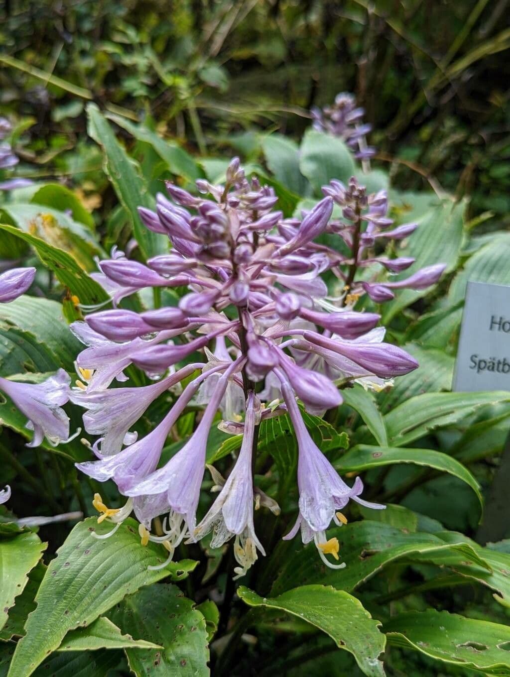 Hosta 2