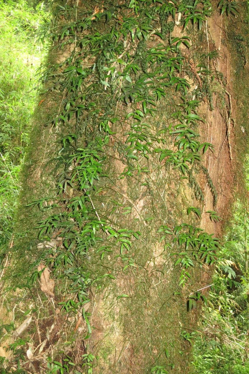 Luzuriaga 12