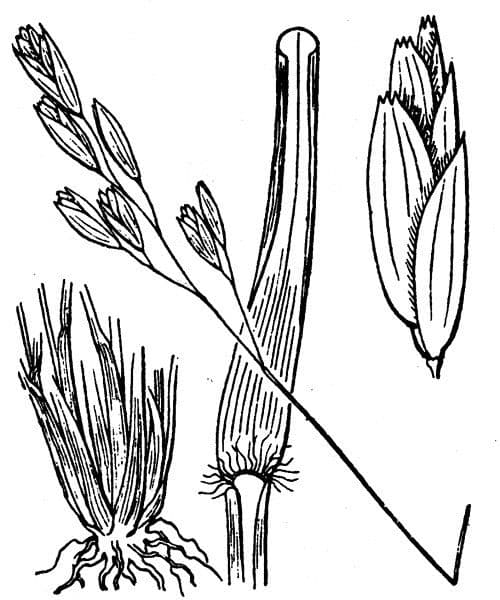 Dreizahn 29