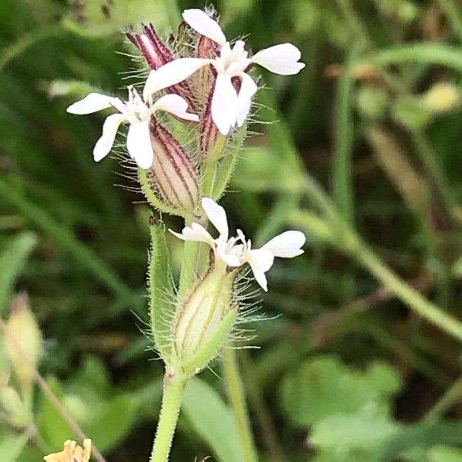 Silene gallica 9