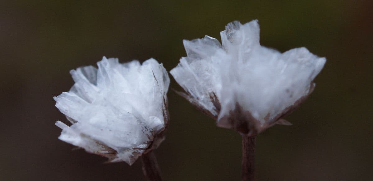 Armeria 2
