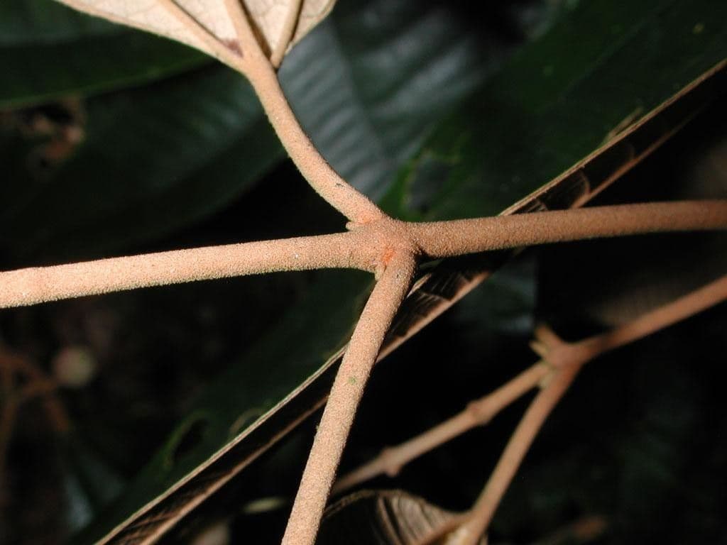 Miconia 12