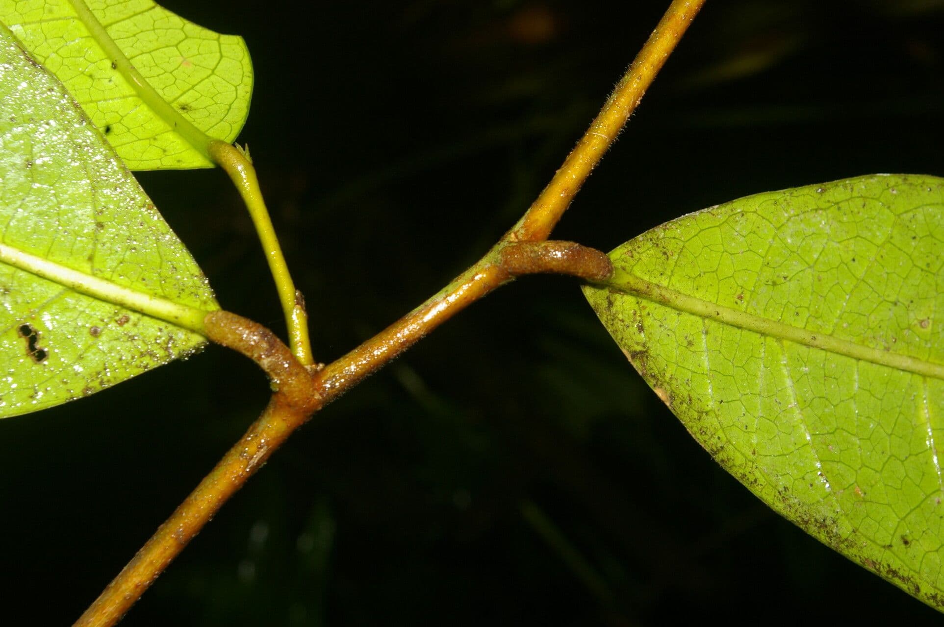 Tapura 14