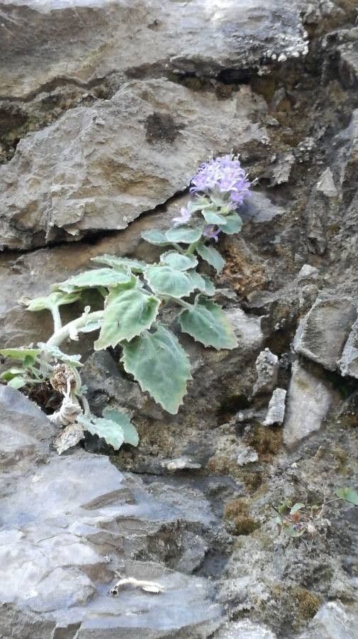 Campanula 4