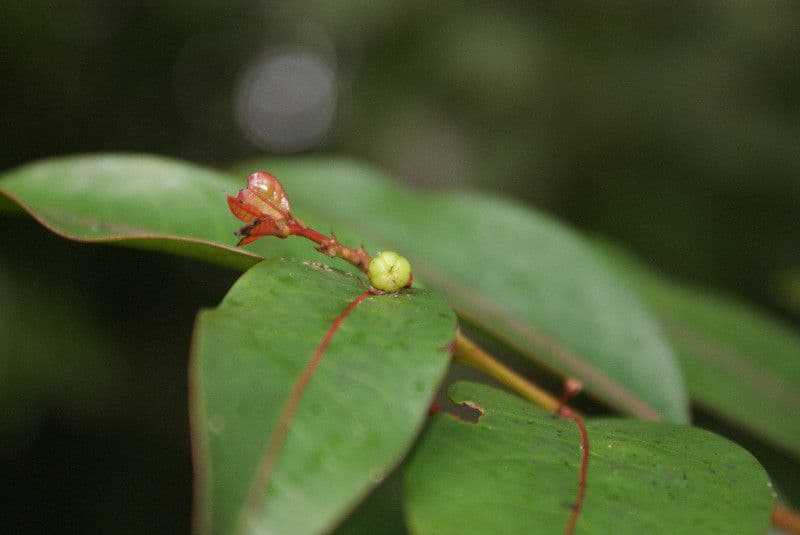 Phyllanthus phillyreifolius 2