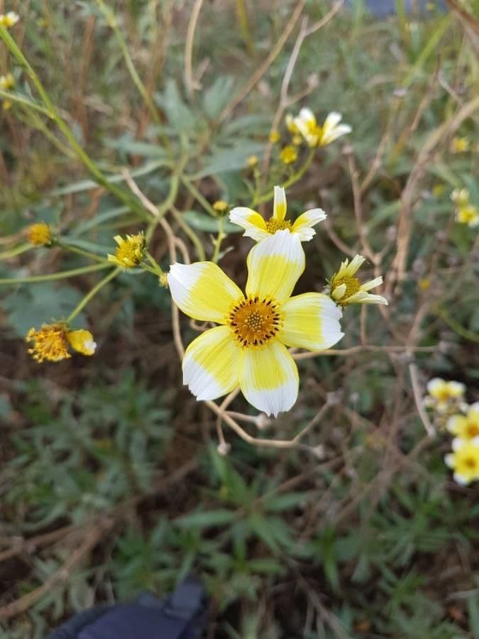 Bidens aurea