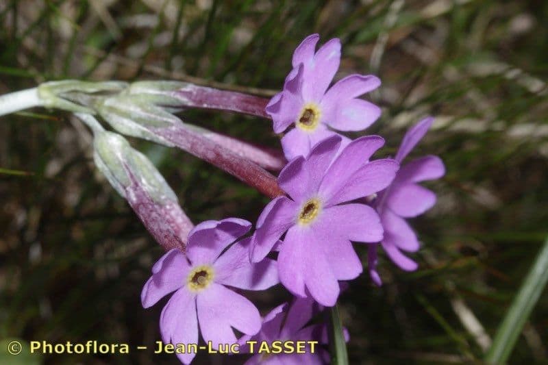 Primula di Haller 2