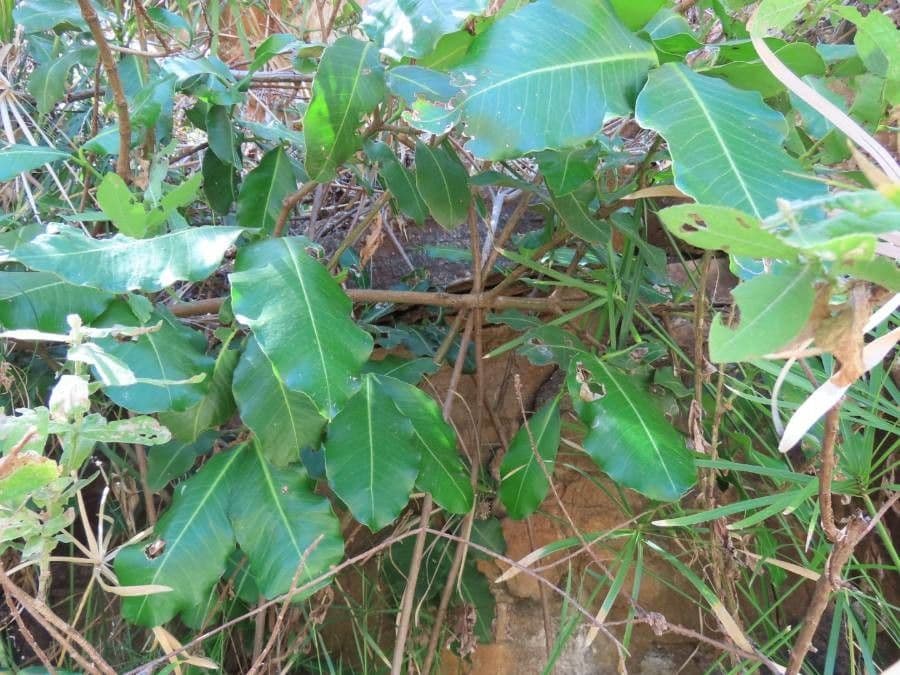Garcinia livingstonei 6