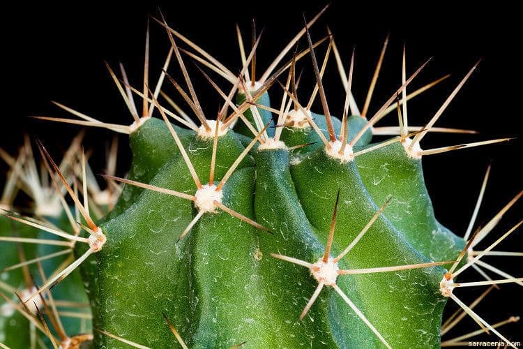 Echinocereus coccineus 15