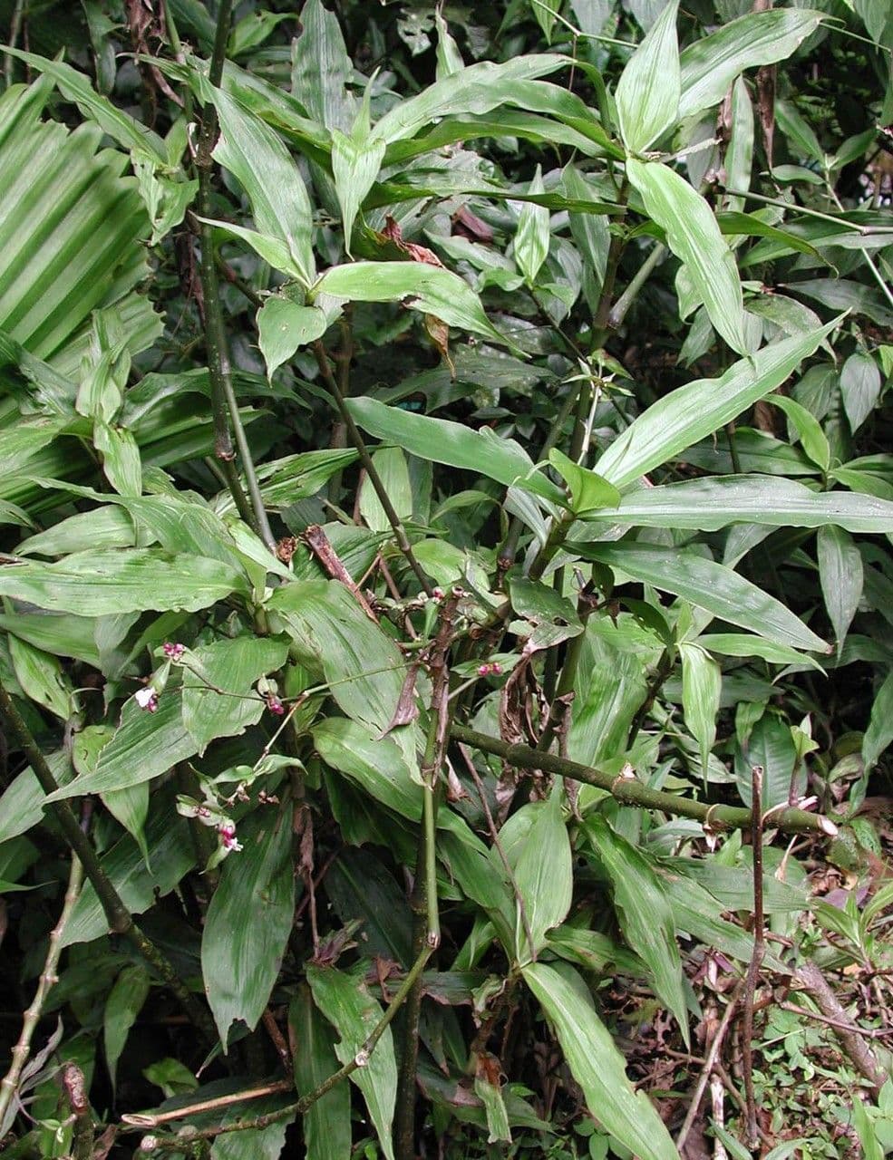 Cohitre blanco 9