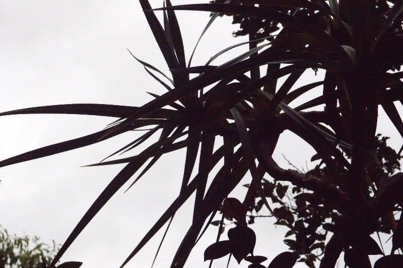 Pandanus 23