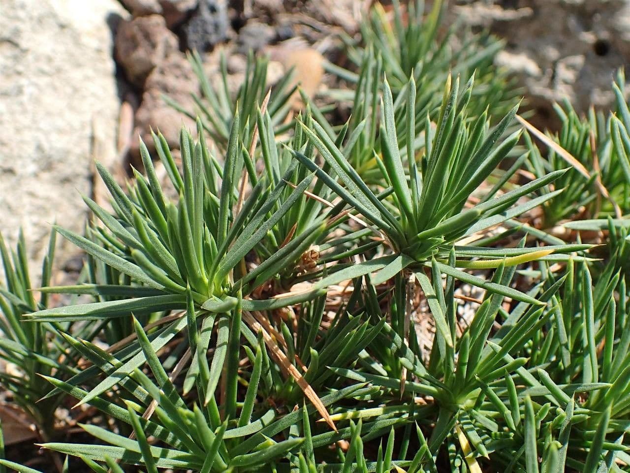 Acantholimon 8