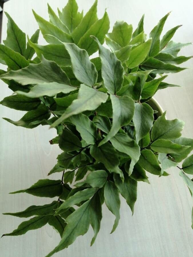 Fougère de Fortune 14