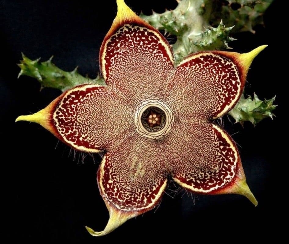 Edithcolea 3