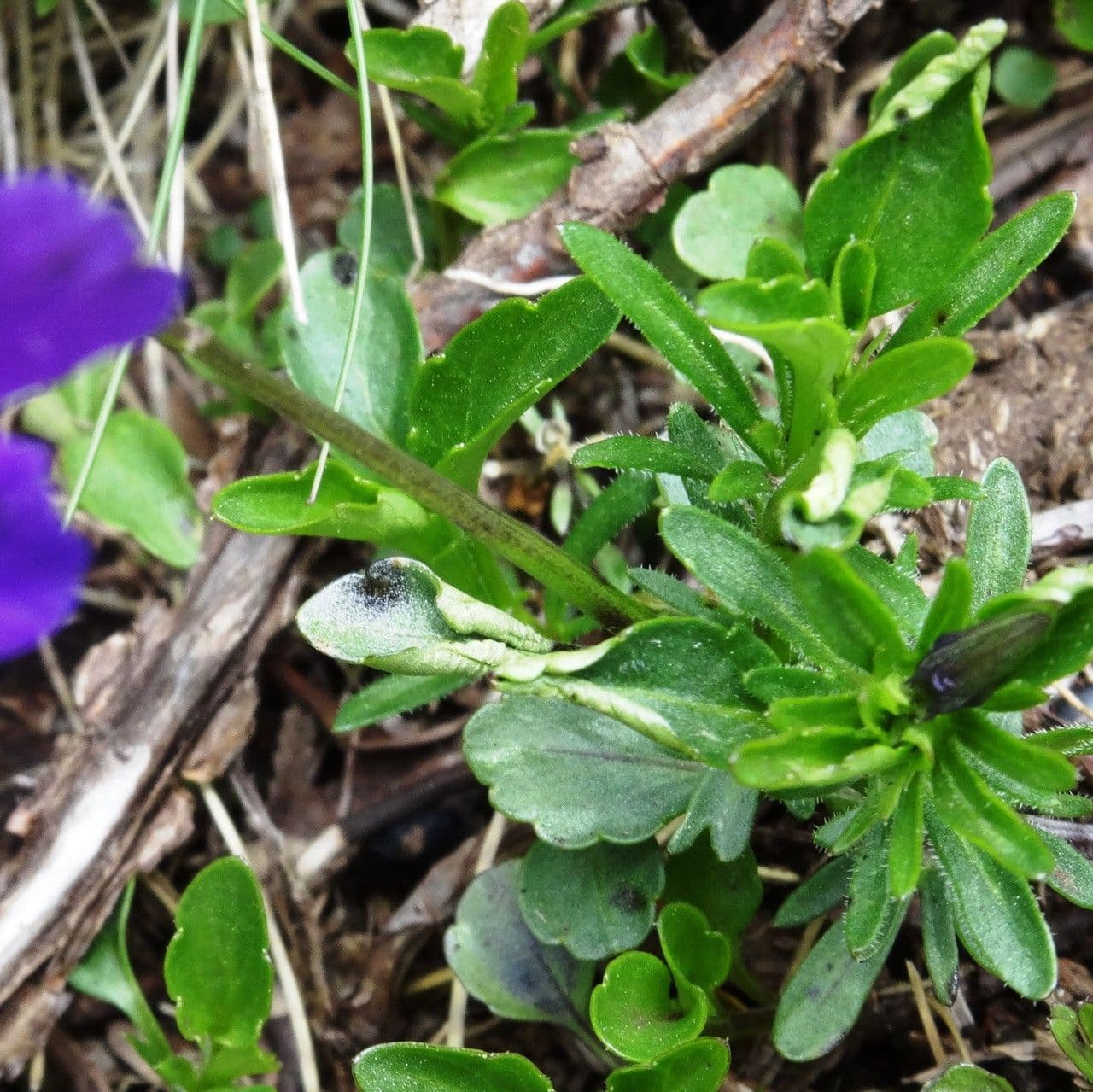Viola gialla 13