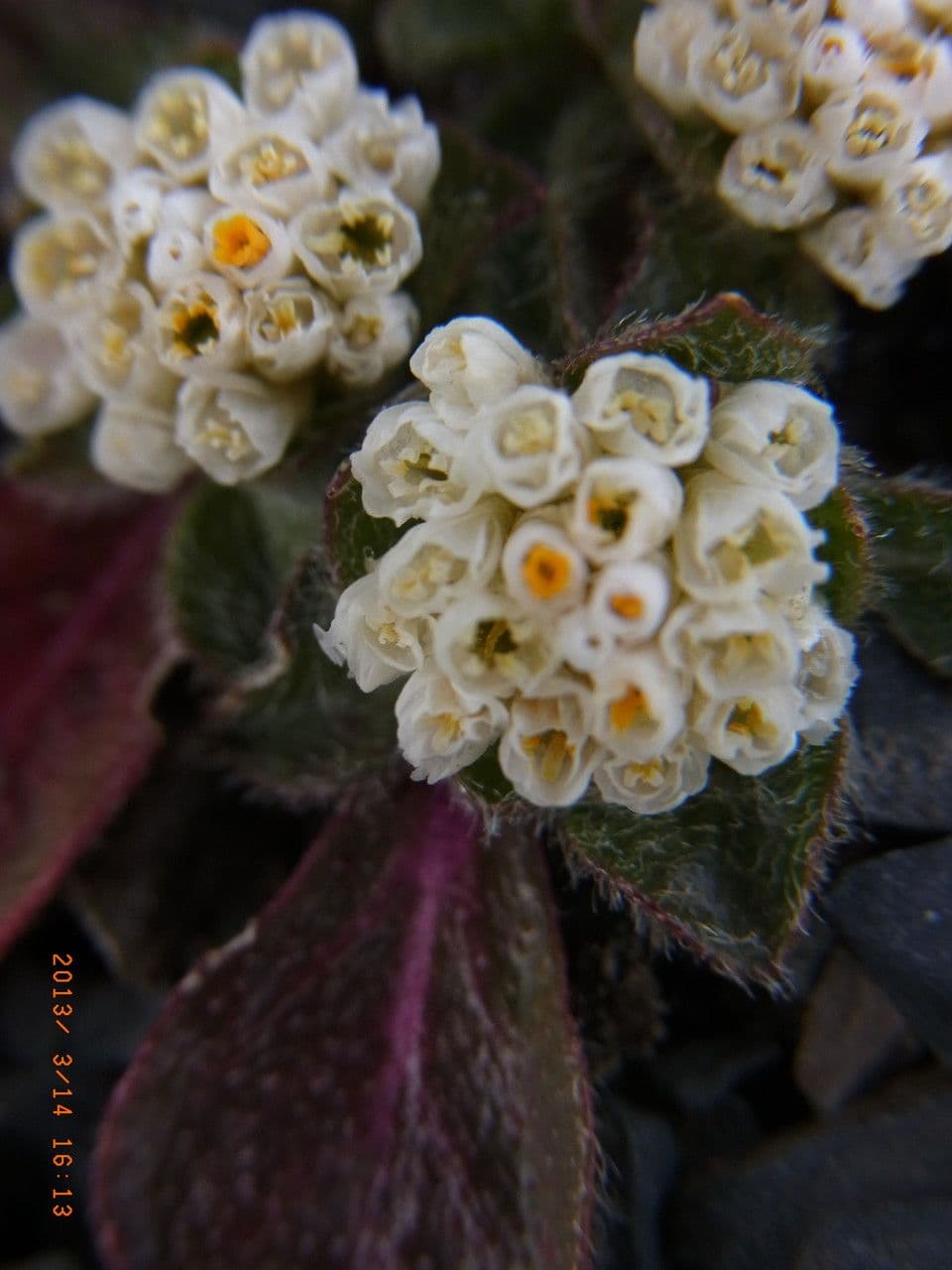 Gomphrena