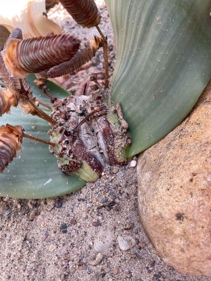 Welwitschia 22