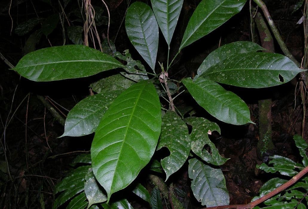 Toxosiphon 6