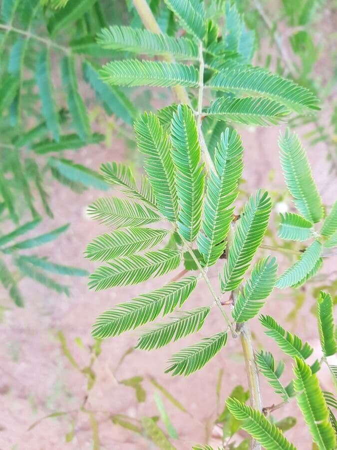 Mimosa bimucronata 5