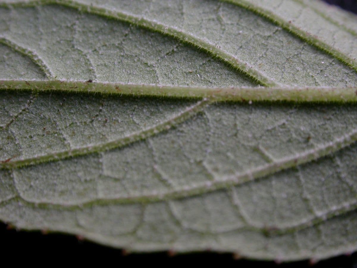 Deutzia 12