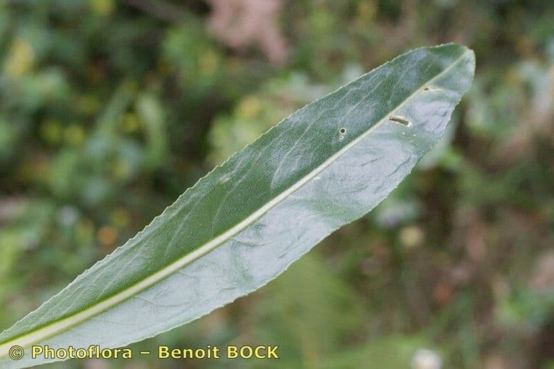 Senecio 9