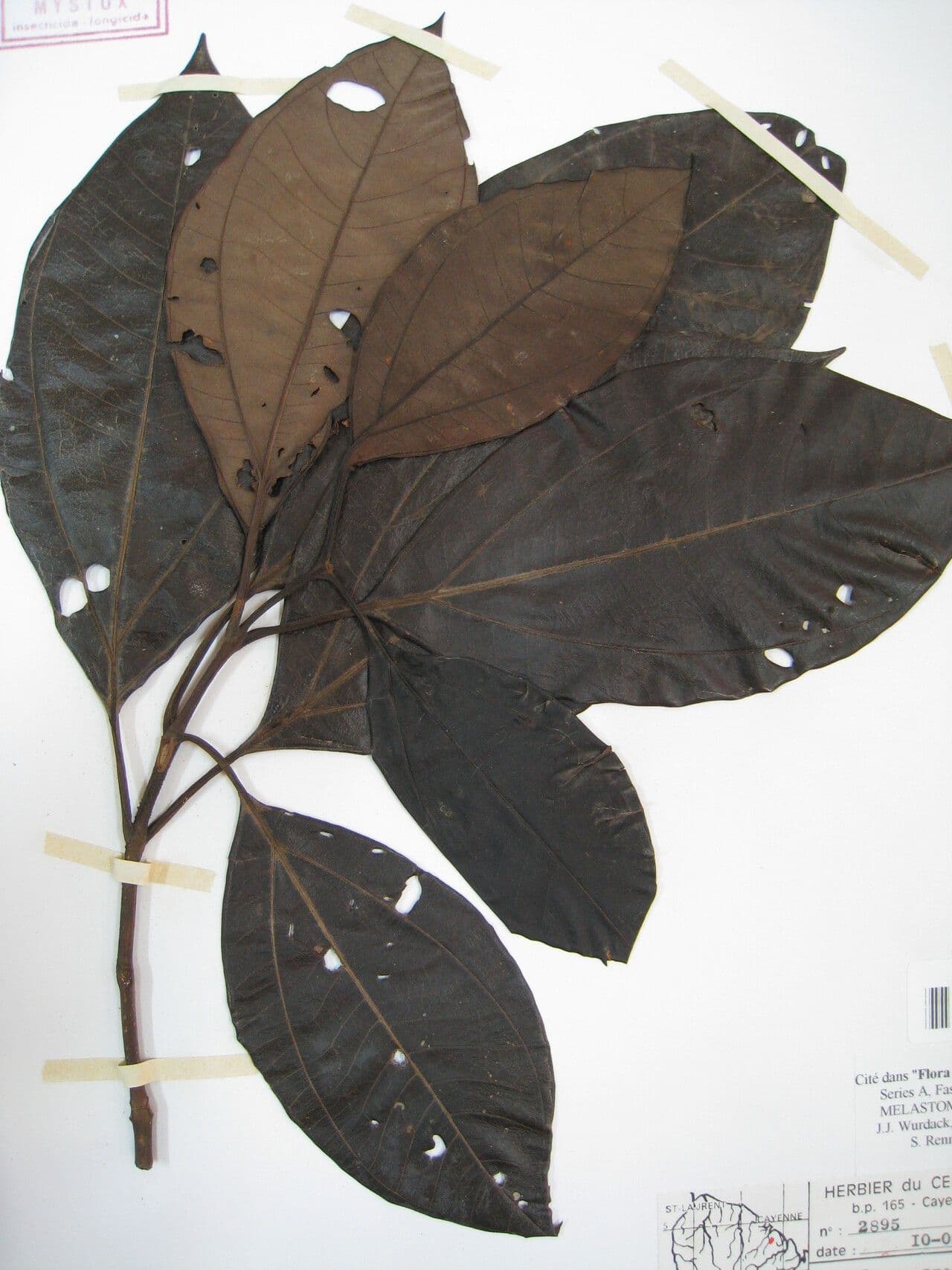 Bellucia grossularioide 26