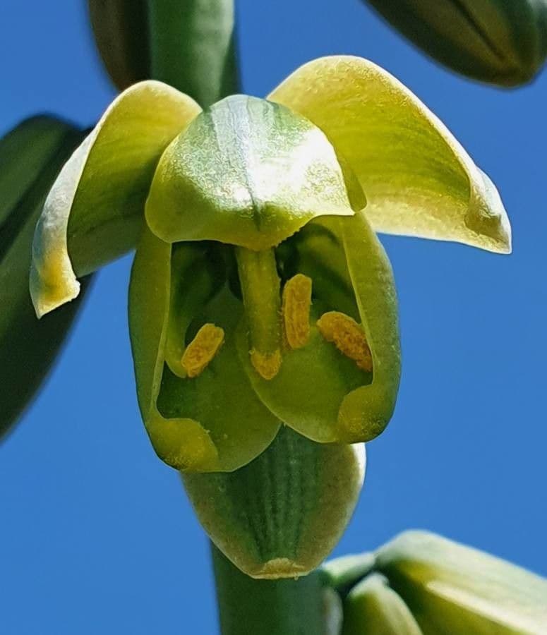 Albuka 4