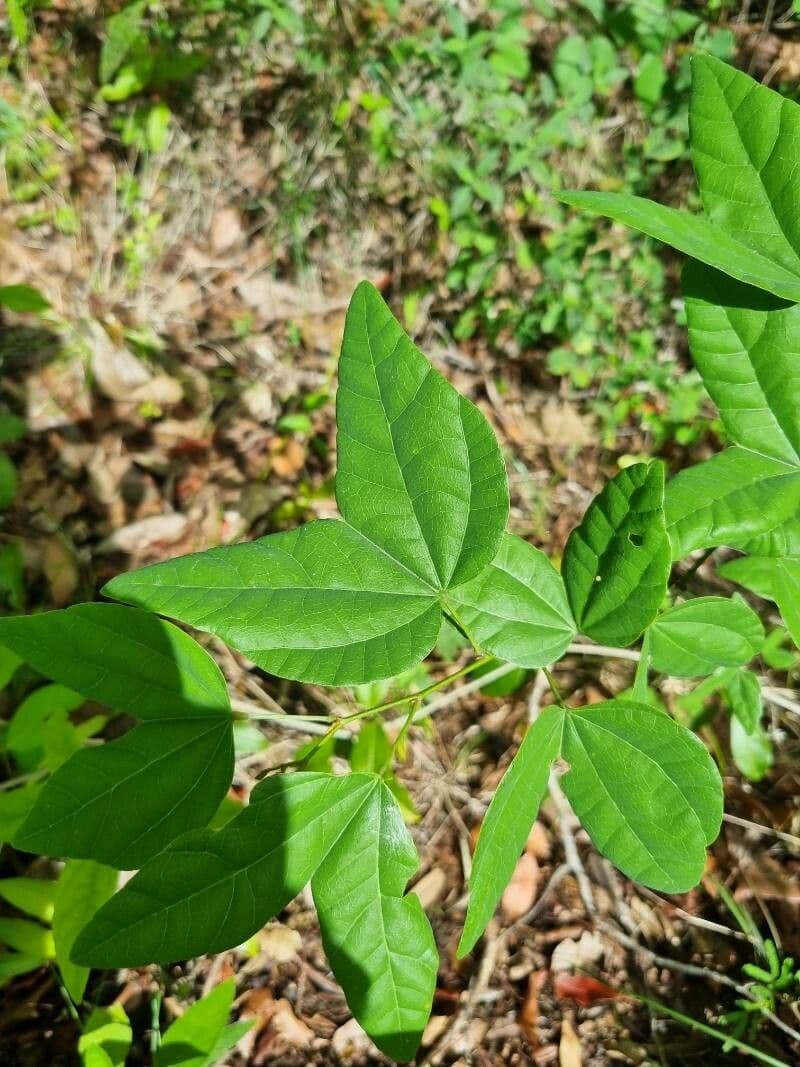 Bauhinia divaricata 6