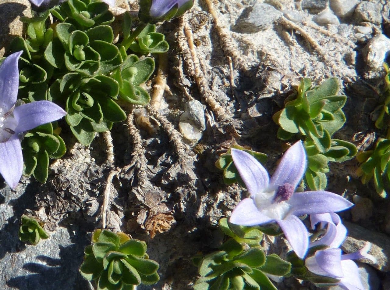 Campanula di Cenis 16