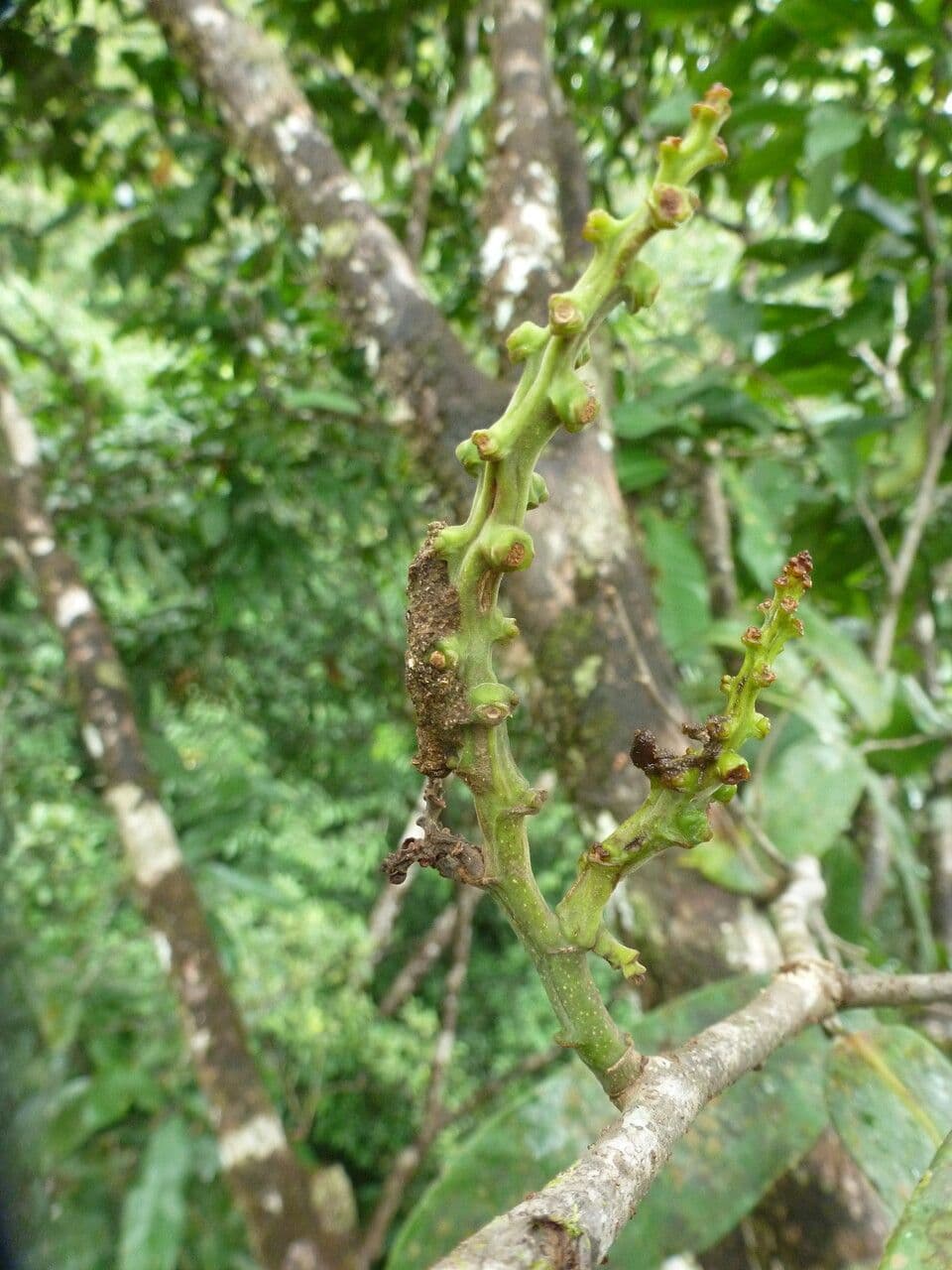 Eschweilera coriacea 7