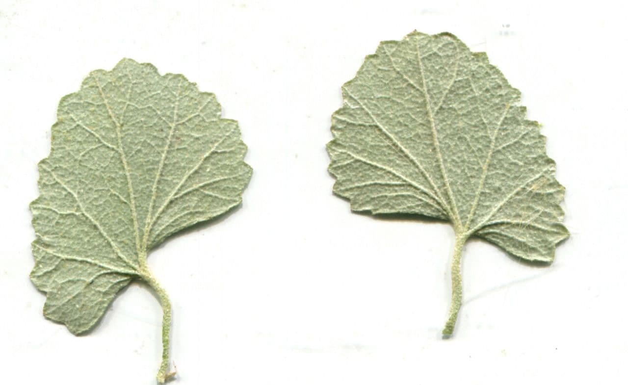 Malvella leprosa 17