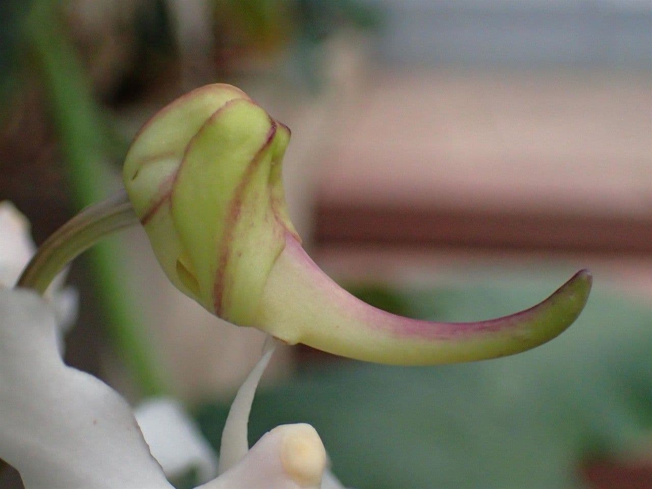 Papilionanthe 3