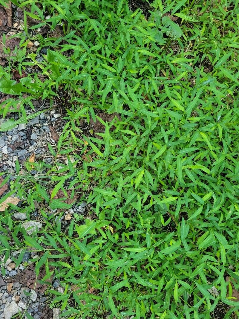 Microstegium vimineum