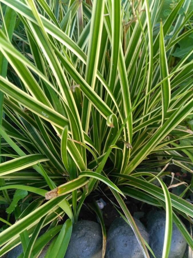 Scagliola arundinacea 5