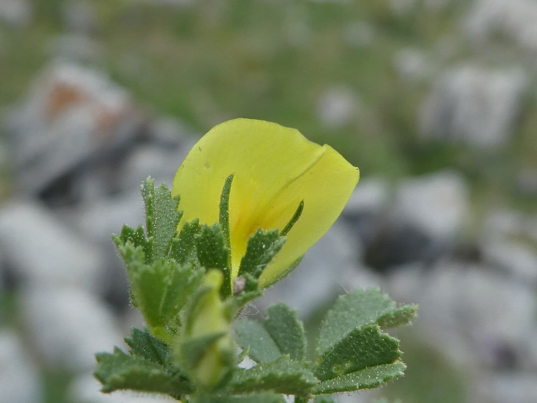 Ononis striata 6