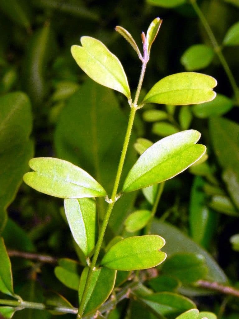 Jasmin 7