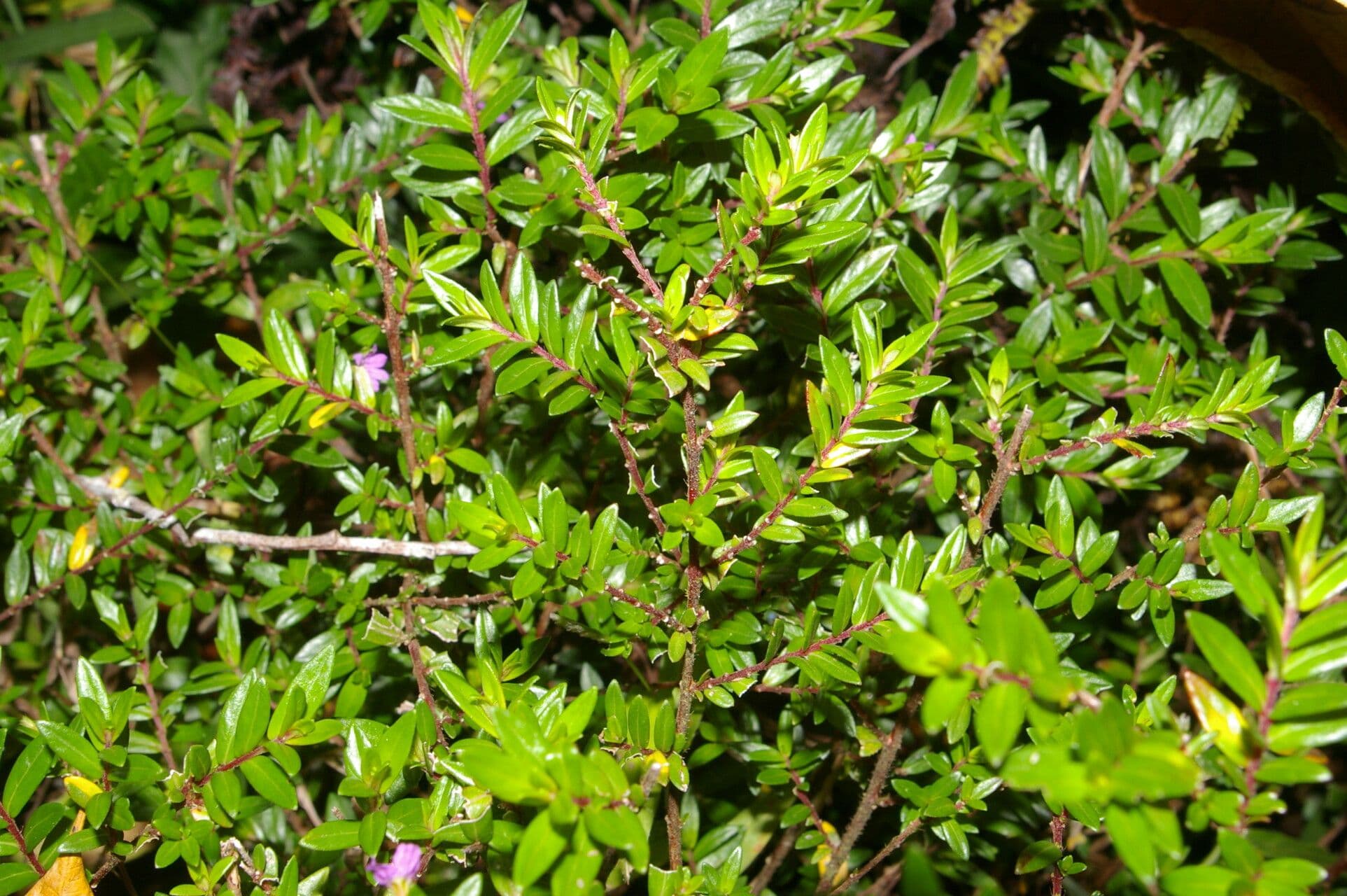 Cuphea 9