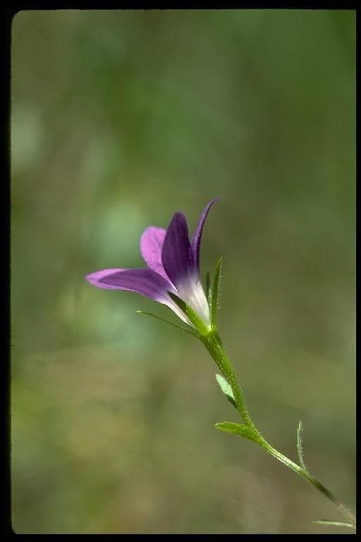 Githopsis 4