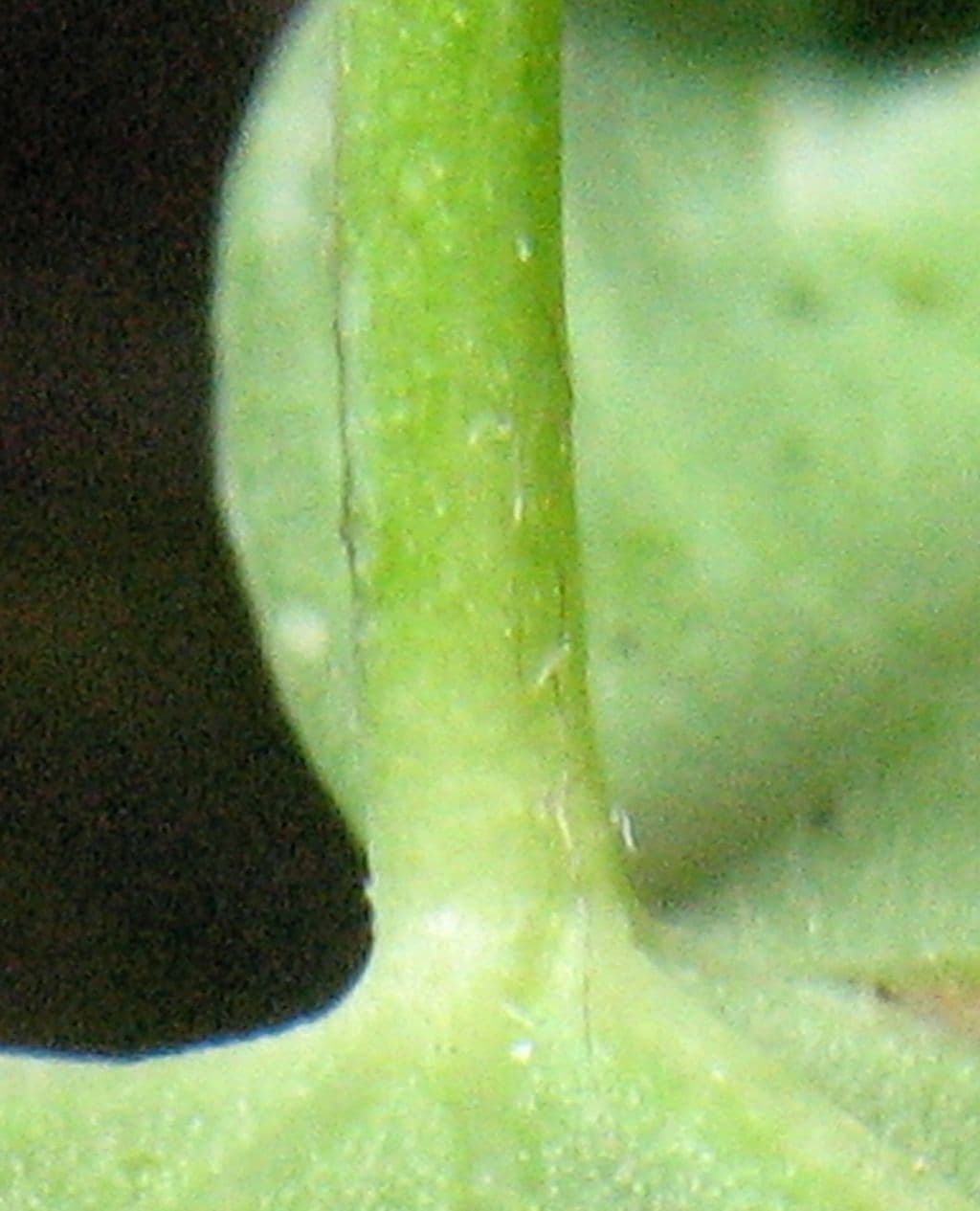 Calystegia porpora 16