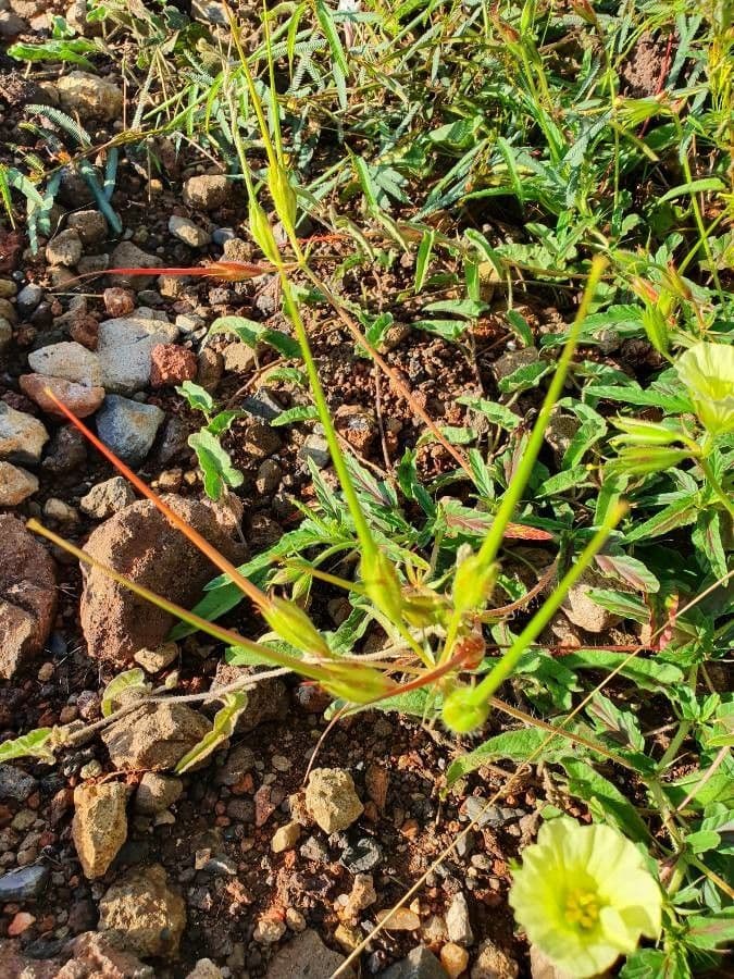 Monsonia