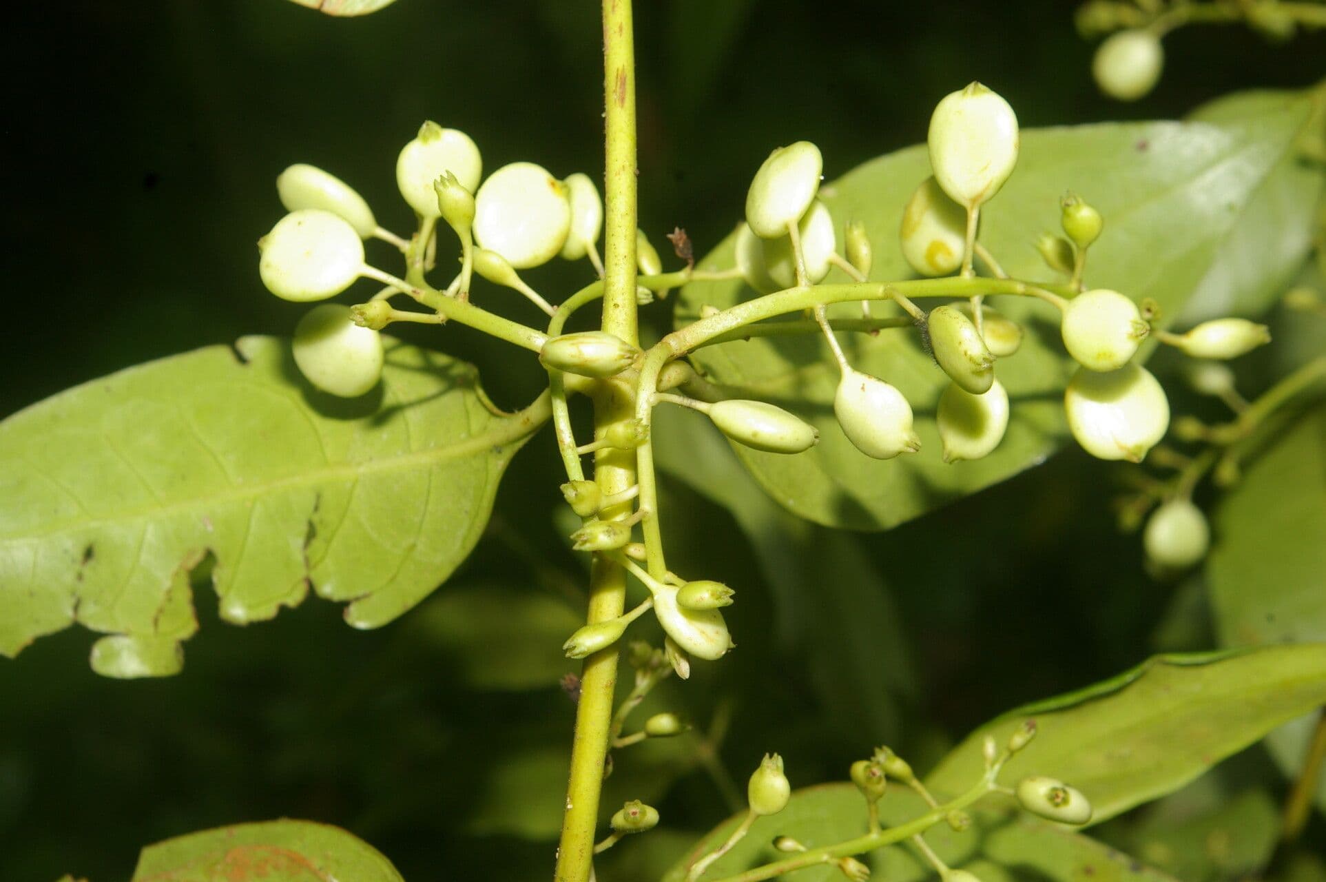 Chiococca 2