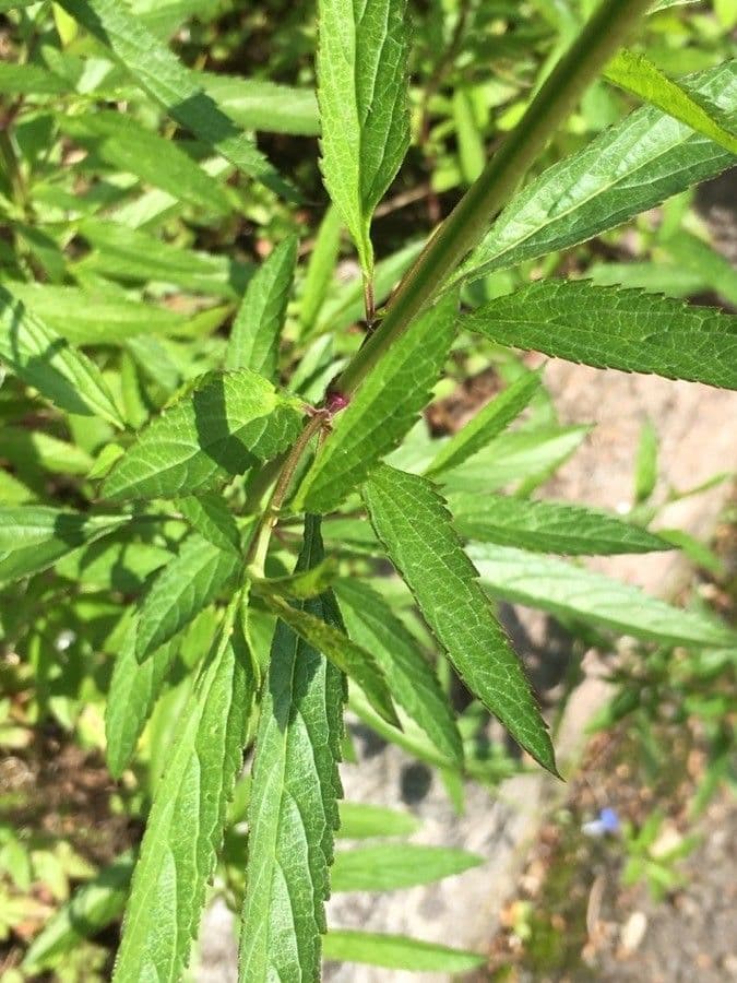 Bog sage 24
