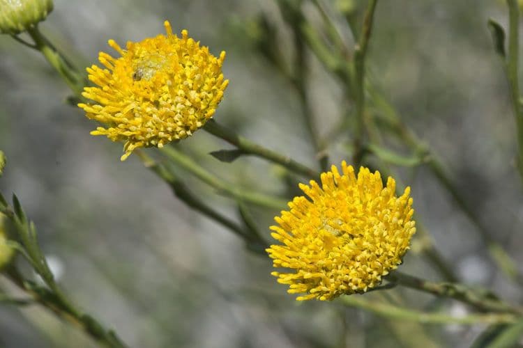 Gelber Aster 3