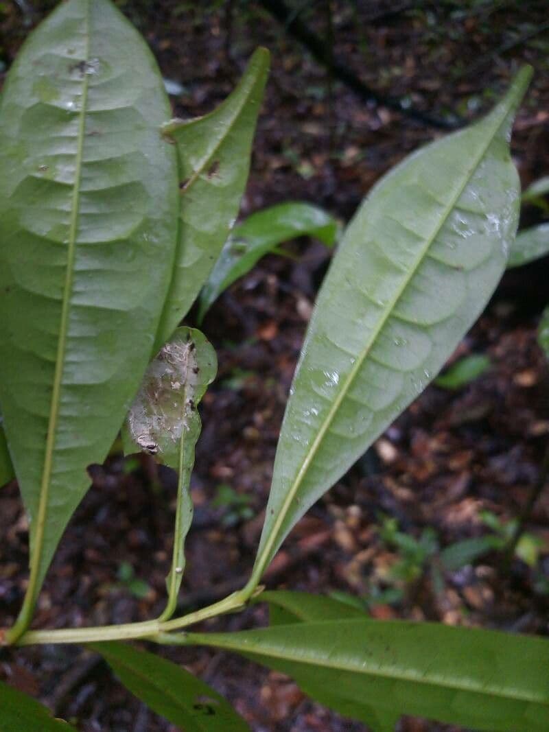 Vochysia 2