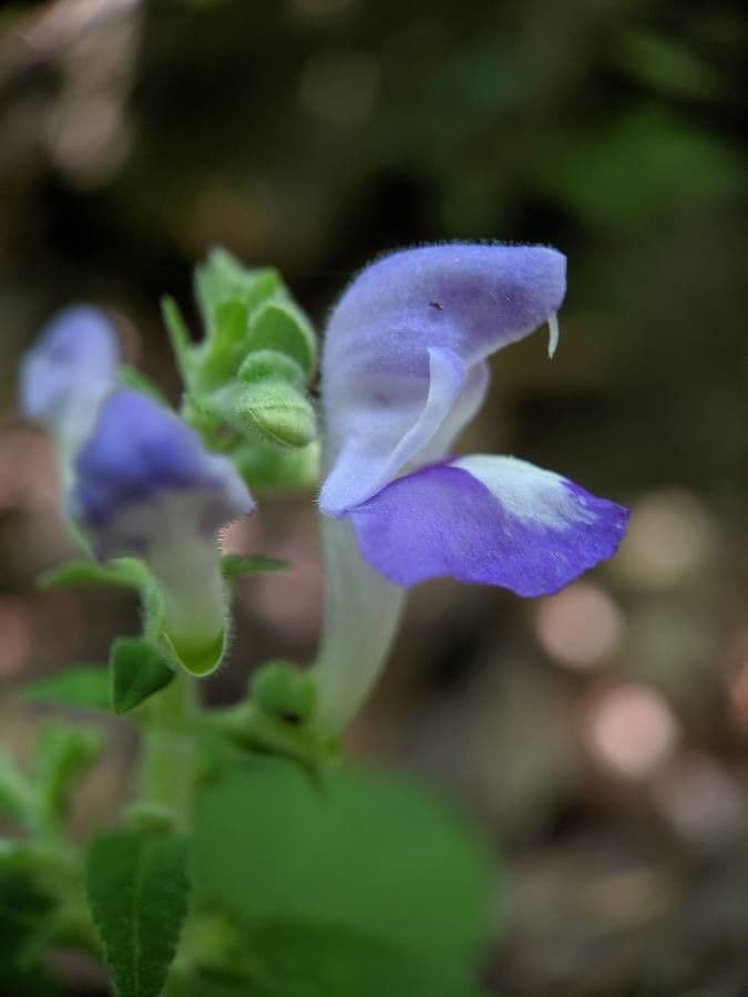 Alabama-Glockenblume 3