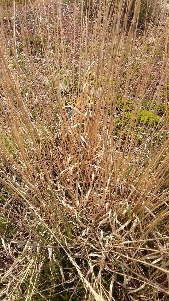 Molinia 18